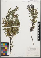 Foto von Salix purpurea L.